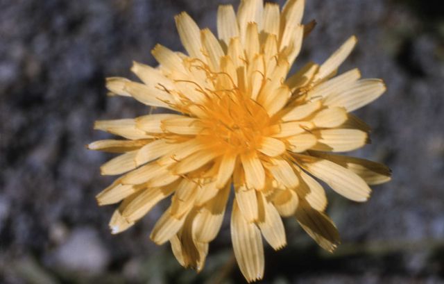 Mountain Dandelion Picture