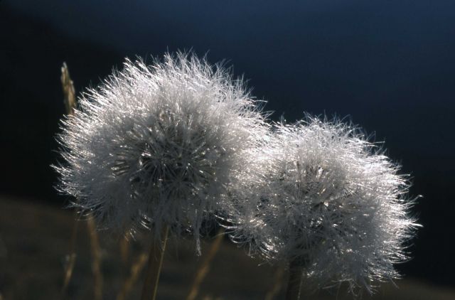 Mountain Dandelion seeding Picture