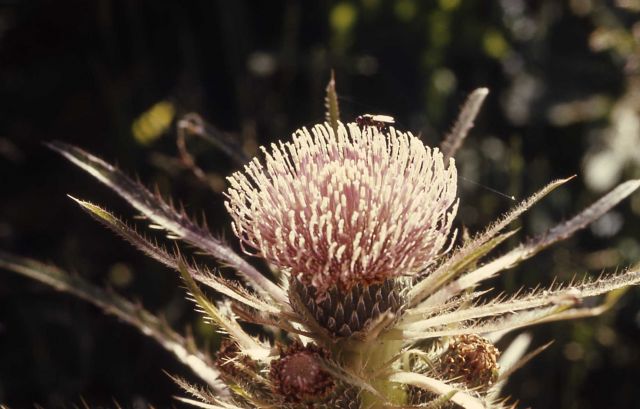 Elk Thistle Picture
