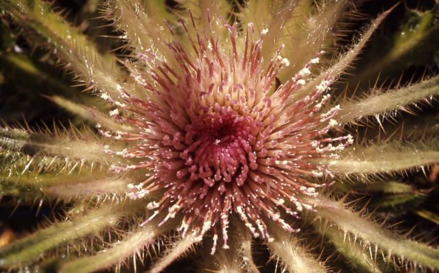 Evert's thistle (Cirsium scariosum) Picture
