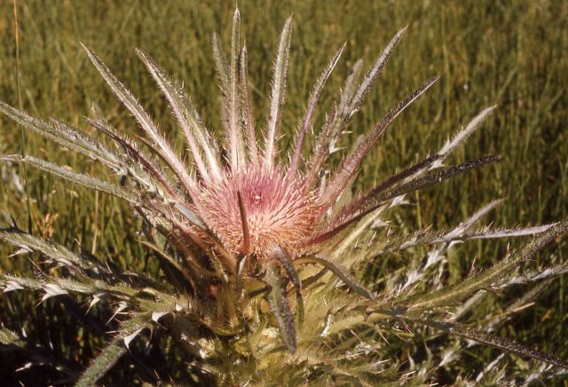 Evert's thistle (Cirsium scariosum) Picture