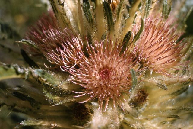 Evert's thistle (Cirsium scariosum) Picture