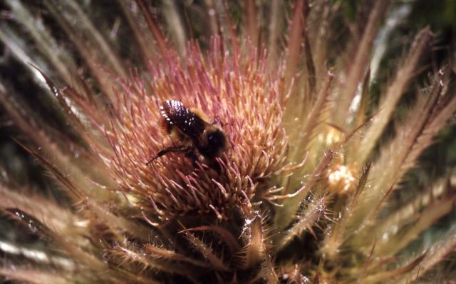 Evert's thistle (Cirsium scariosum) Picture