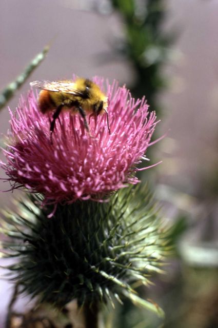 Bull thistle (Cirsium vulgare) with bee Picture