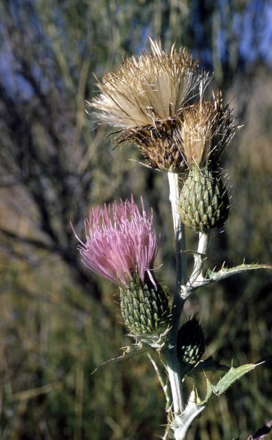 Wavy-leaved thistle (Cirsium undulatum) Picture