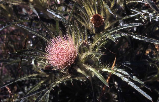 Evert's thistle (Cirsium scariosum) Picture