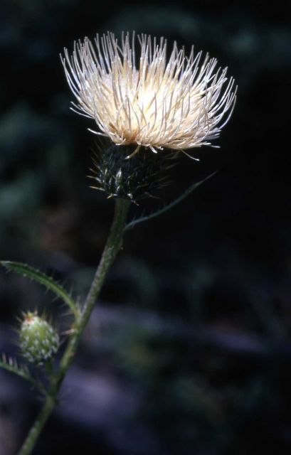 Jackson Hole Thistle Picture