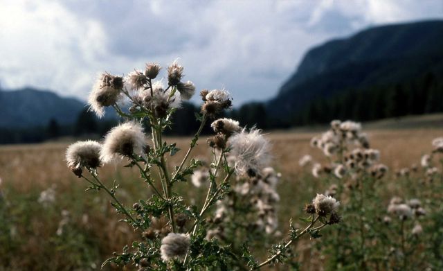 Thistle Picture