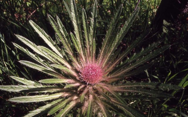 Evert's thistle (Cirsium scariosum) Picture