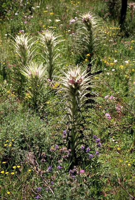 Evert's thistle (Cirsium scariosum) Picture