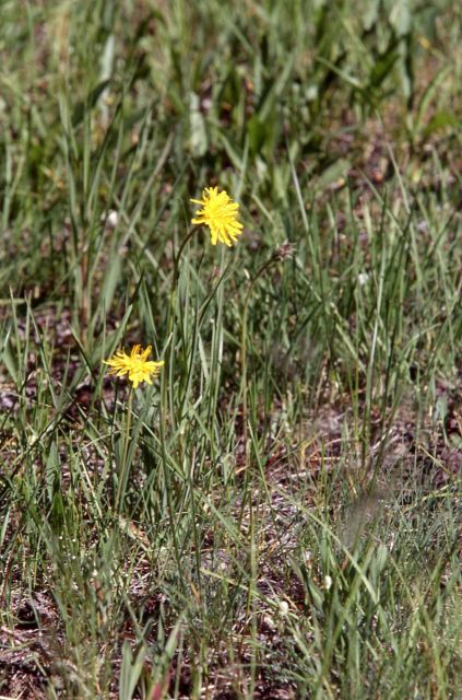 Mountain Dandelion Picture