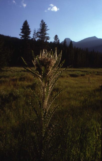Evert's thistle (Cirsium scariosum) Picture