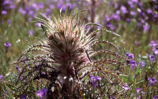 Evert's thistle (Cirsium scariosum) Picture