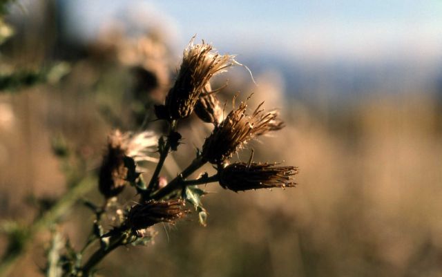 Dried Canada thistle (Cirsium arvense) Picture