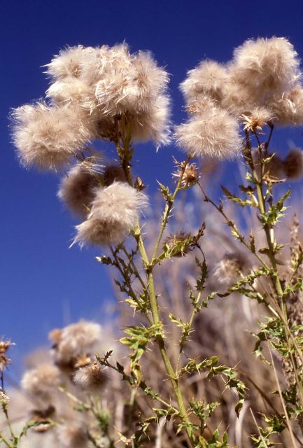 Canada thistle (Cirsium arvense) gone to seed Picture