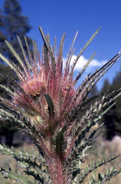 Evert's thistle (Cirsium scariosum) Picture
