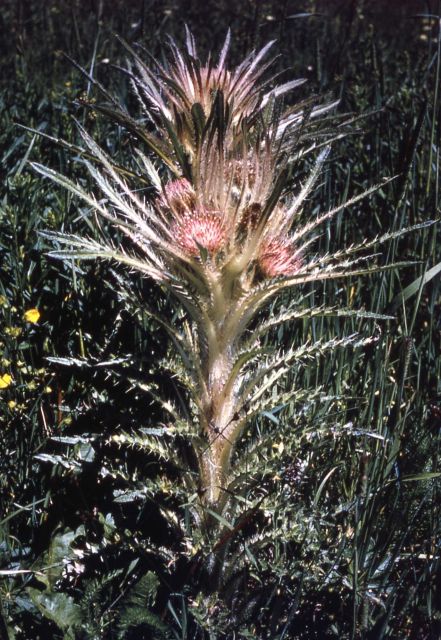Evert's thistle (Cirsium scariosum) Picture