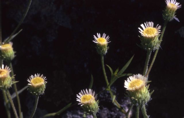 Fleabane Picture