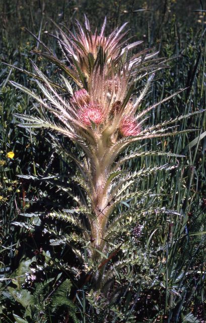 Evert's thistle Cirsium scariosum) Picture