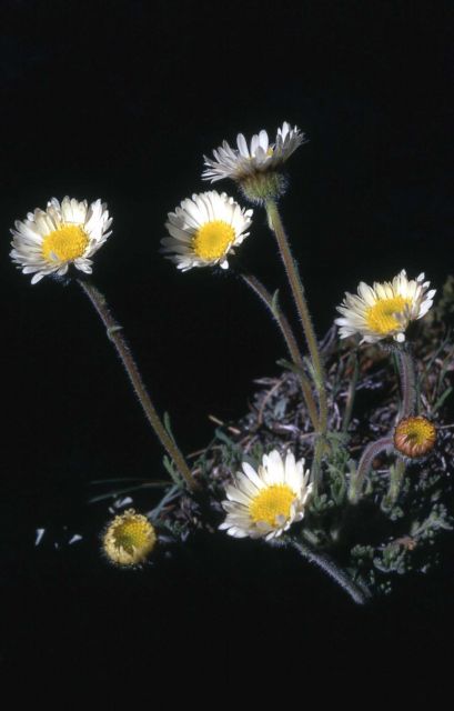 Fleabane Picture