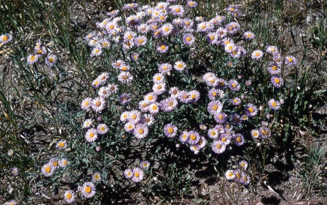 Fleabane Picture