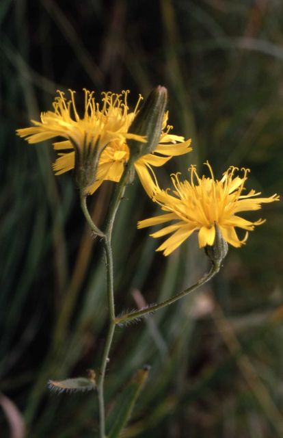 Hound's Tooth Hawkweed Picture