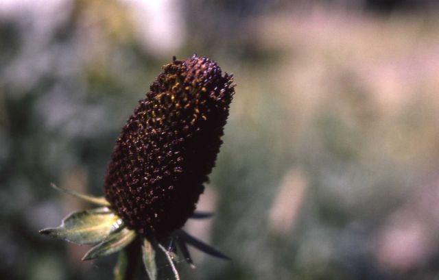 Western coneflower (Rudbeckia occidentalis) Picture