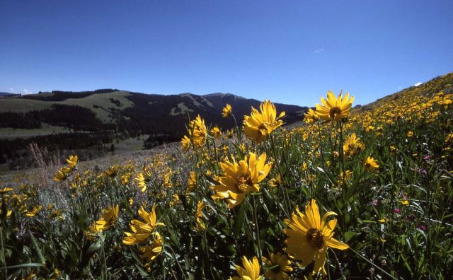 Rocky Mountain helianthella (Helianthella uniflora) Picture