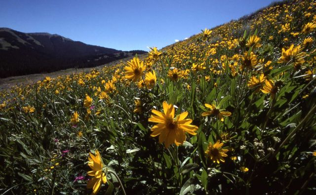 Field of Rocky Mountain helianthella (Helianthella uniflora) Picture