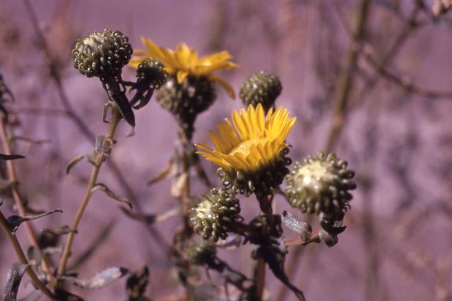 Curly-cup gumweed (Grindelia squarrosa) Picture