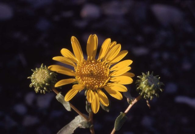 Curly-cup gumweed (Grindelia squarrosa) Picture