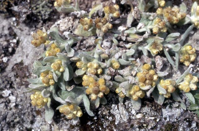 Cotton-batting plant (Pseudognaphalium stramineum) Picture