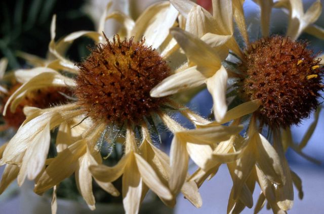 Blanket-flower (Gaillardia aristata) Picture
