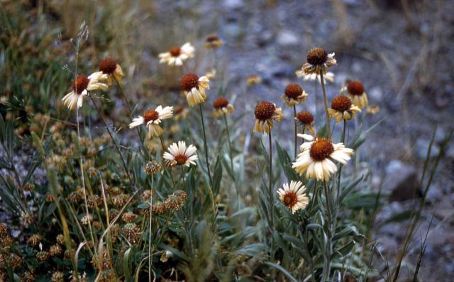 Blanket-flower (Gaillardia aristata) Picture