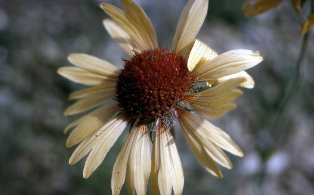 Blanket-flower (Gaillardia aristata) Picture