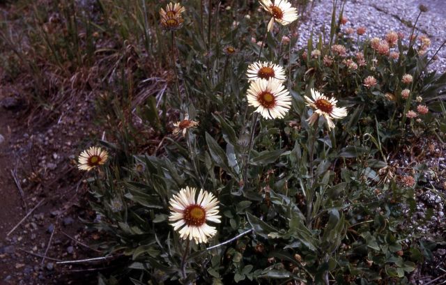 Blanket-flower (Gaillardia aristata) Picture
