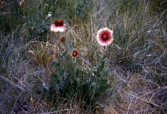 Blanket-flower (Gaillardia aristata) Picture