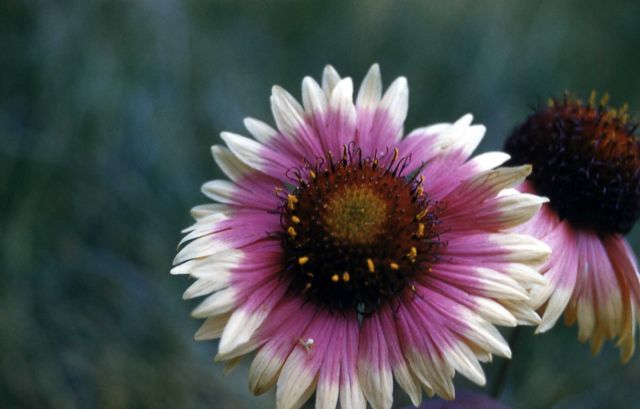 Blanket-flower (Gaillardia aristata) Picture