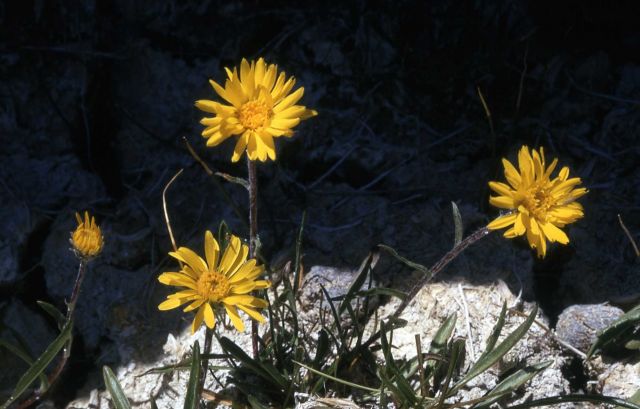 One-flowered goldenweed (Pyrrocoma uniflora) Picture