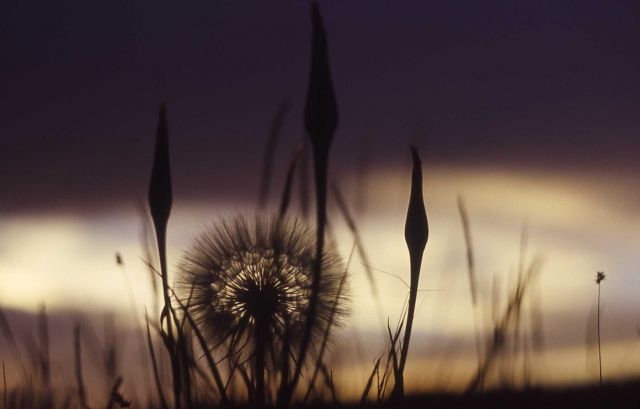 Salsify (Tragopogon sp.) seed Picture