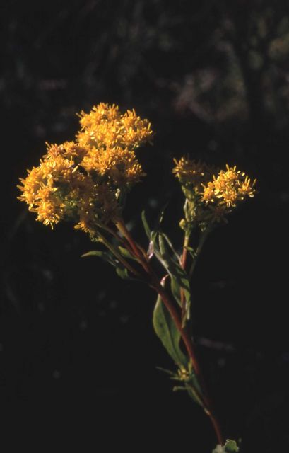 Missouri goldenrod (Solidago missouriensis var. missouriensis) Picture
