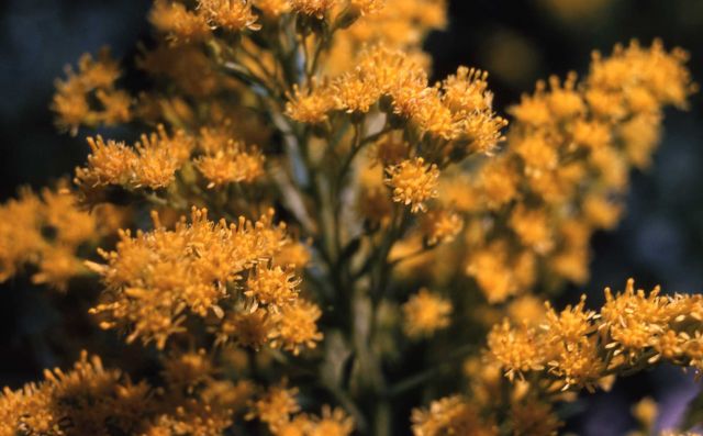 Goldenrod Picture