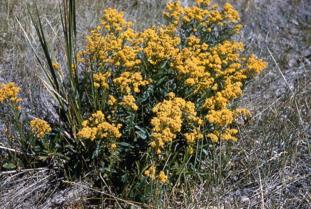 Goldenrod Picture