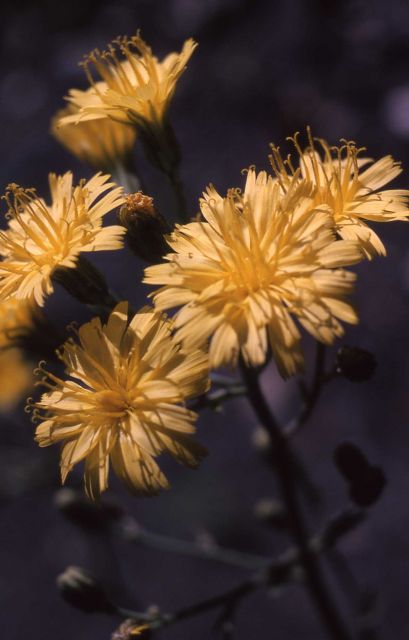 Prickly Saw Thistle Picture