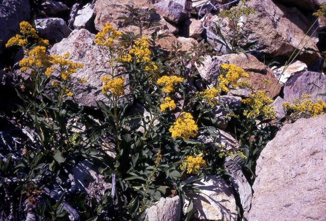 Goldenrod Picture
