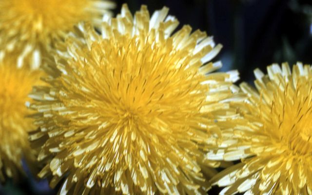 Common dandelion (Taraxacum officinale) Picture
