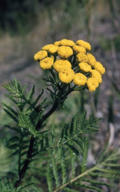 Common tansy (Tanacetum vulgare) Picture