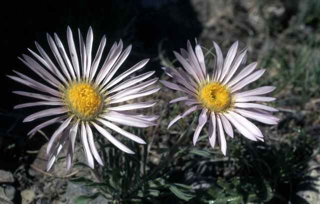 Parry's townsendia (Townsendia parryi) Picture