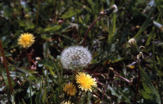 Common dandelion (Taraxacum officinale) Picture