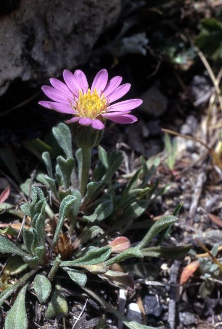 Mountain townsendia (Townsendia alpigena) Picture